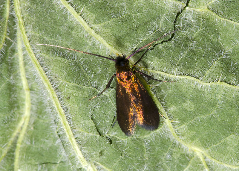 Adelidae, cfr. Cauchas rufimitrella